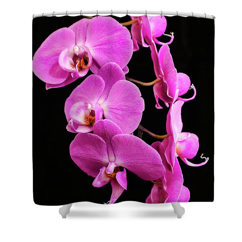Pink Orchid Shower Curtain featuring the photograph Pink Orchid with Black background by Andy Myatt