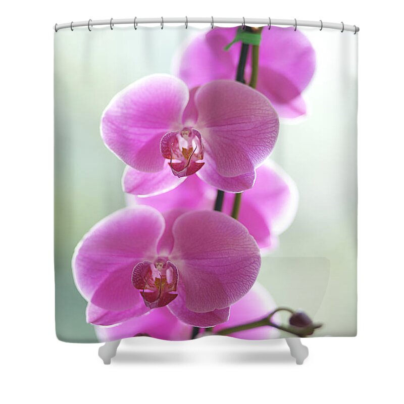 Background Shower Curtain featuring the photograph Pink Orchids by Kicka Witte - Printscapes