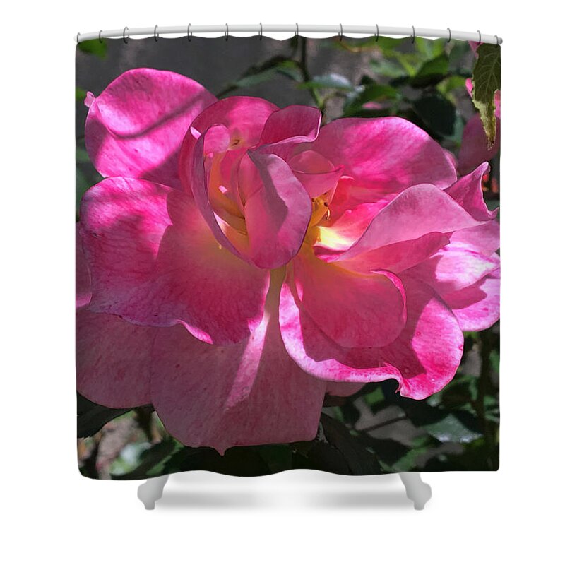 Pink Passion Shower Curtain featuring the photograph Pink Passion by Daniel Hebard