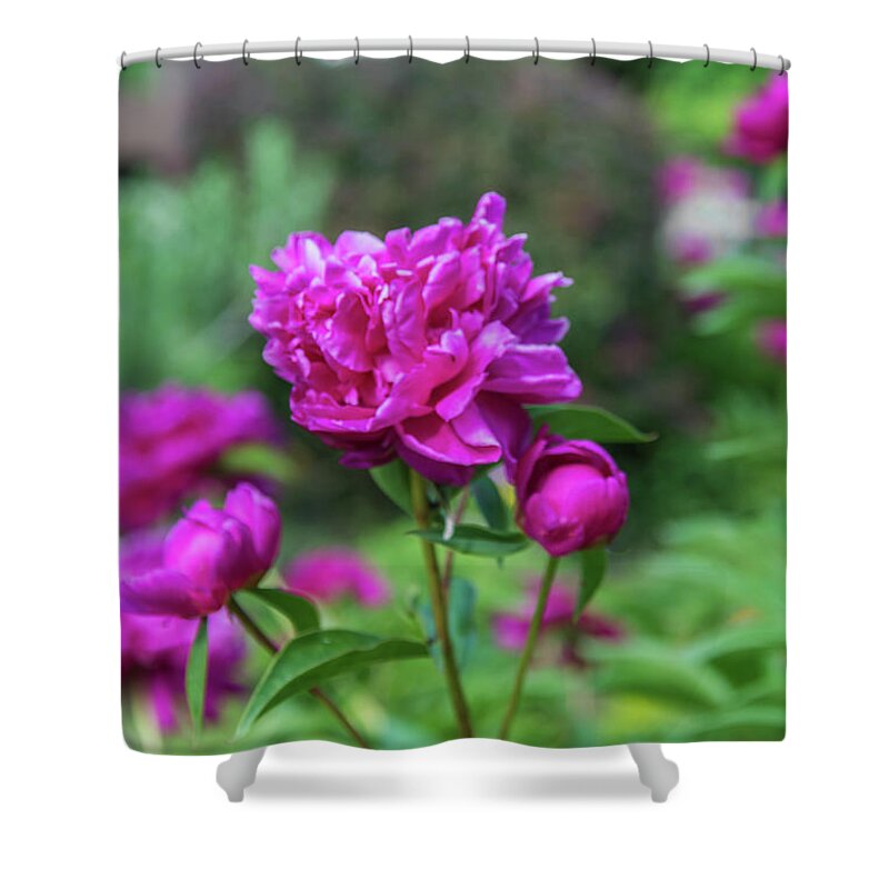 Peony Shower Curtain featuring the photograph Pink Peony by Pamela Williams