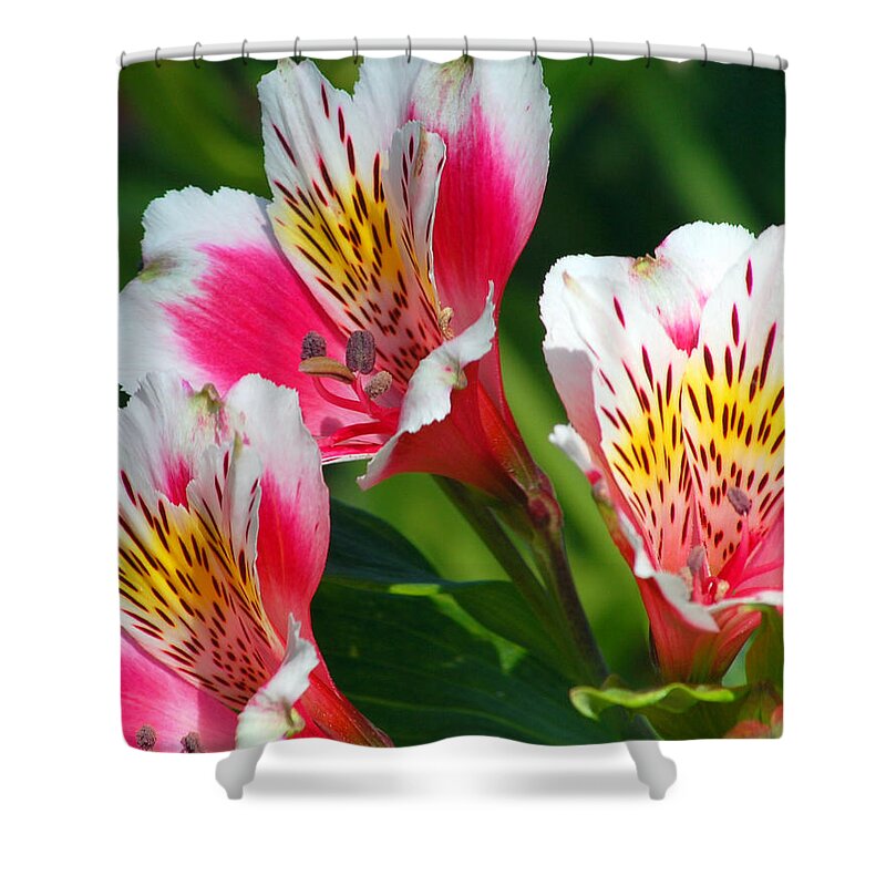 Peruvian Shower Curtain featuring the photograph Pink Peruvian Lily 2 by Amy Fose