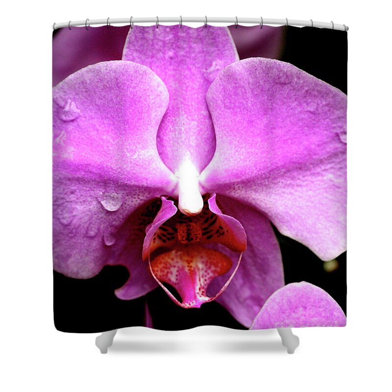 Flower Shower Curtain featuring the photograph Pink Phalanopsis Orchid Flower . 7D5742 by Wingsdomain Art and Photography