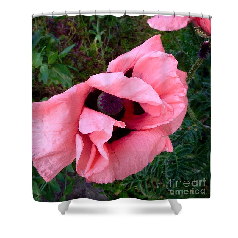 Pink Poppies Shower Curtain featuring the photograph Pink Poppy by Joan-Violet Stretch