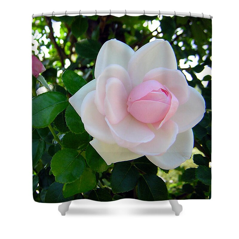 Rose Shower Curtain featuring the photograph Pink Rose 2 by George Jones