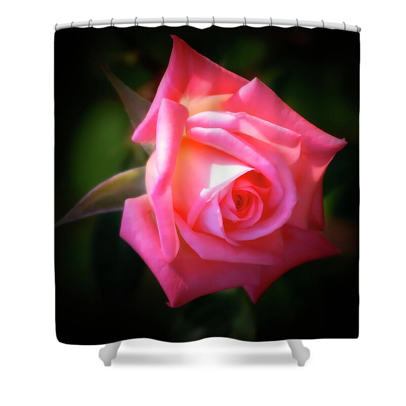 Garden Shower Curtain featuring the photograph Pink Rose by Albert Seger