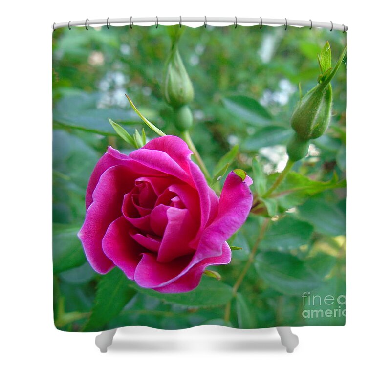 William Baffin Rose Shower Curtain featuring the photograph Pink Rose and Buds by Susan Lafleur