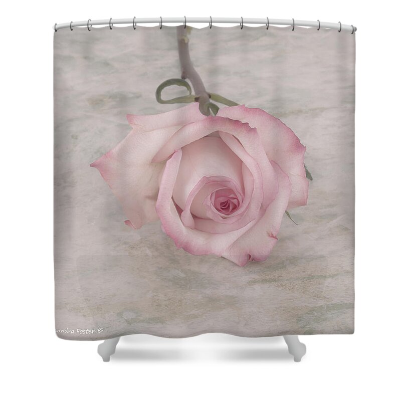 Rose Shower Curtain featuring the photograph Pink Rose Beauty by Sandra Foster