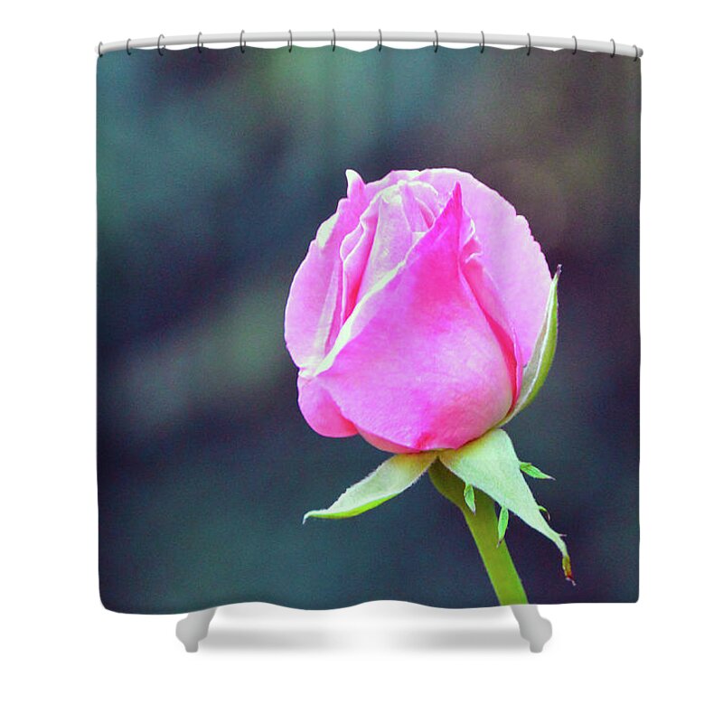 Pink Shower Curtain featuring the photograph Pink Rose by Brian O'Kelly
