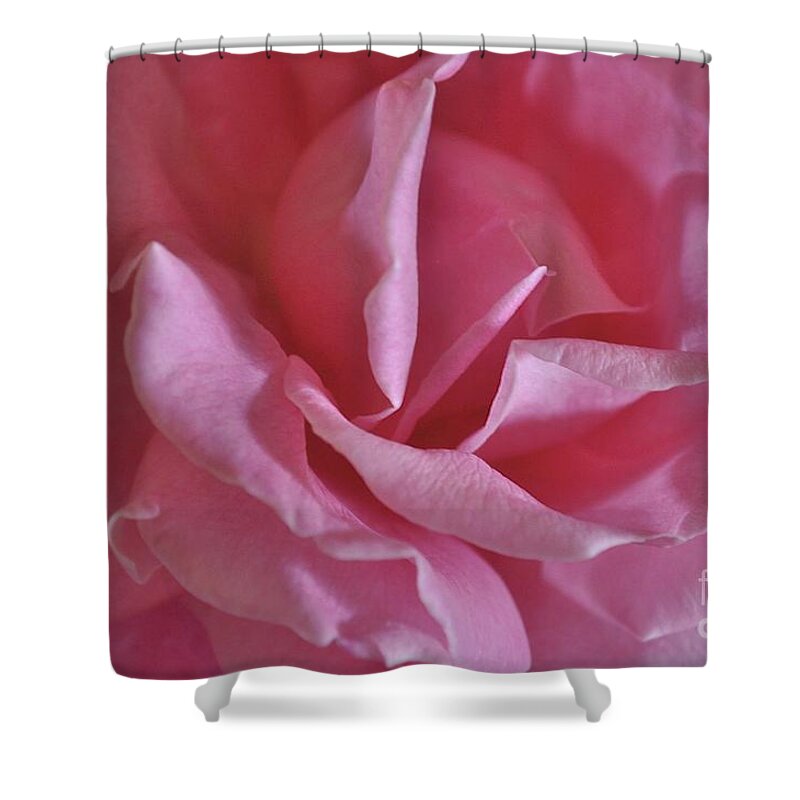 Pink Shower Curtain featuring the photograph Pink Rose by Bridgette Gomes