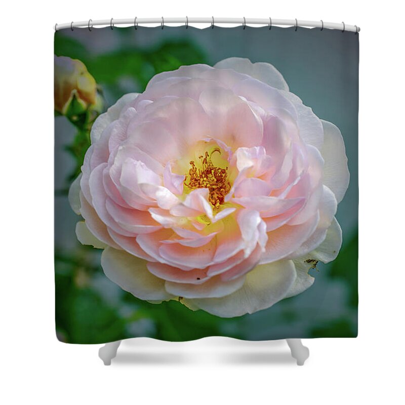 Color Shower Curtain featuring the photograph Pink rose #c3 by Leif Sohlman
