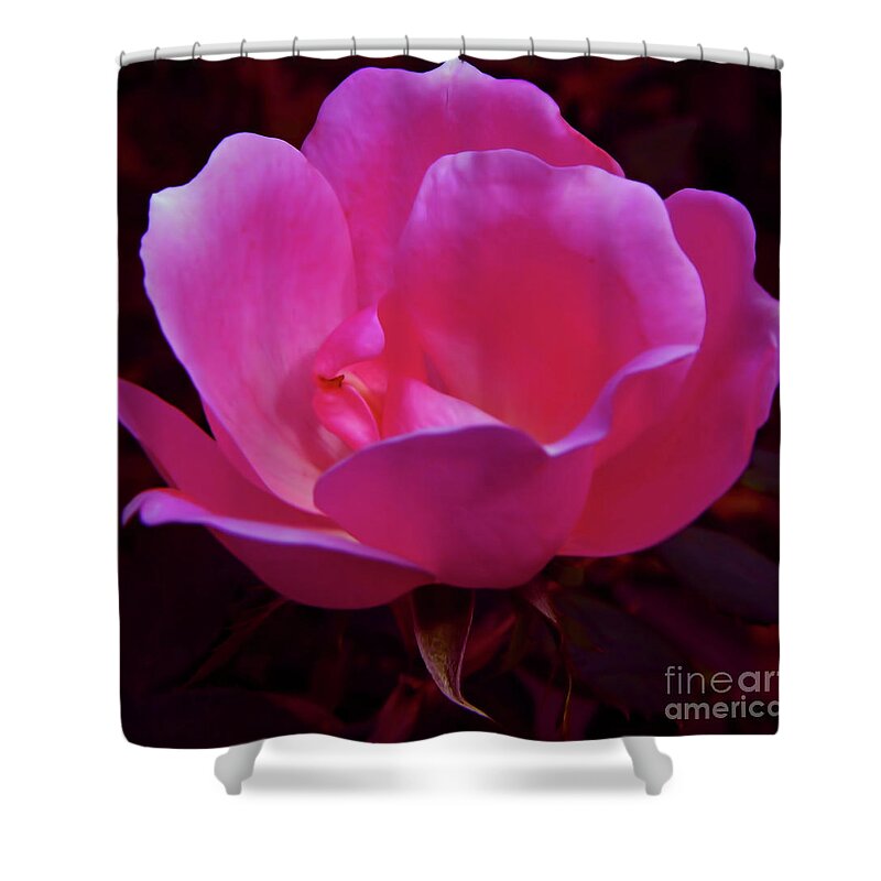 Rose Shower Curtain featuring the photograph Pink Rose by D Hackett