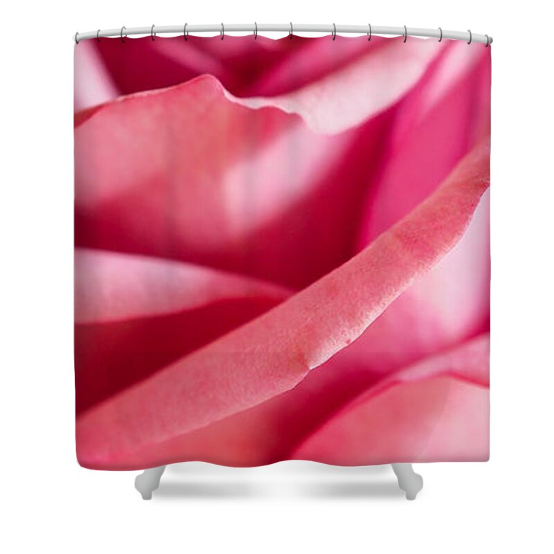 Bouquet Shower Curtain featuring the photograph Pink Rose Detail by Ronda Broatch