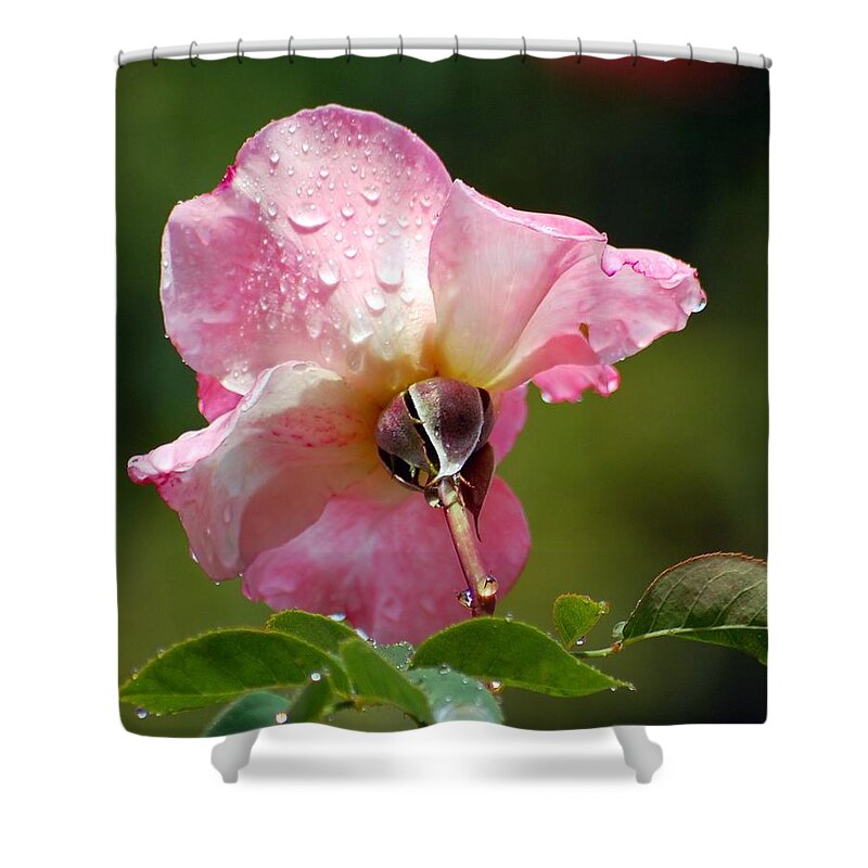 Rose Shower Curtain featuring the photograph Pink Rose in the Rain 2 by Amy Fose