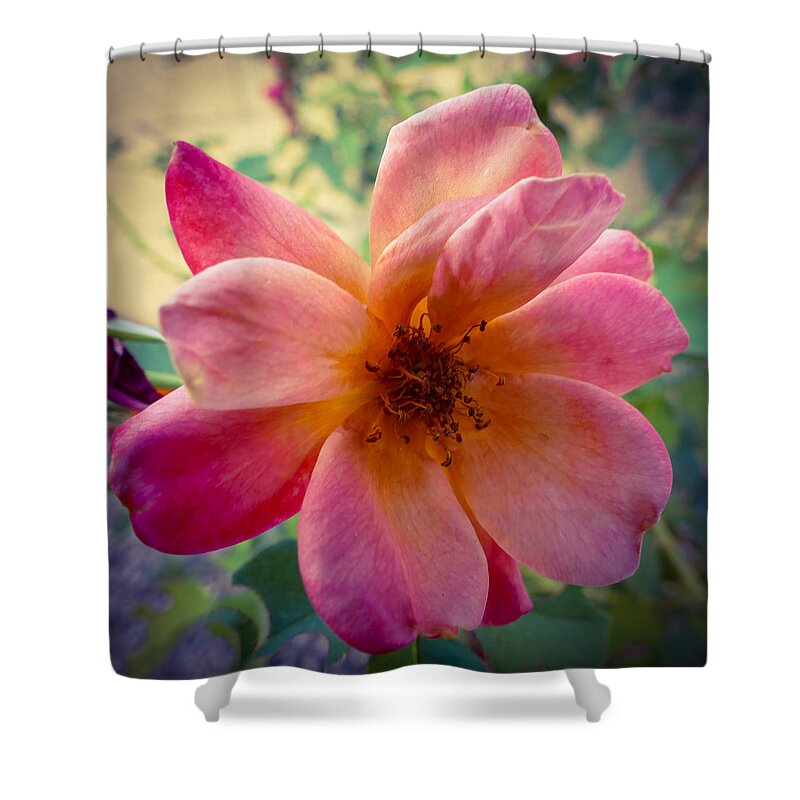 Square Shower Curtain featuring the photograph Pink Rose by Laurel Powell