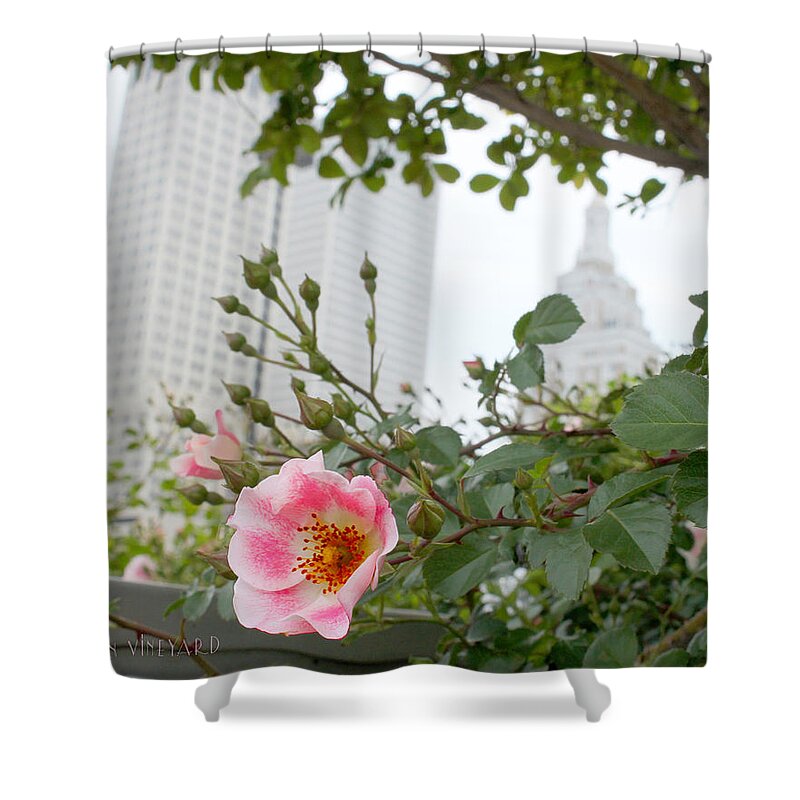 Susan Vineyard Shower Curtain featuring the photograph Pink Rose of Tulsa by Susan Vineyard