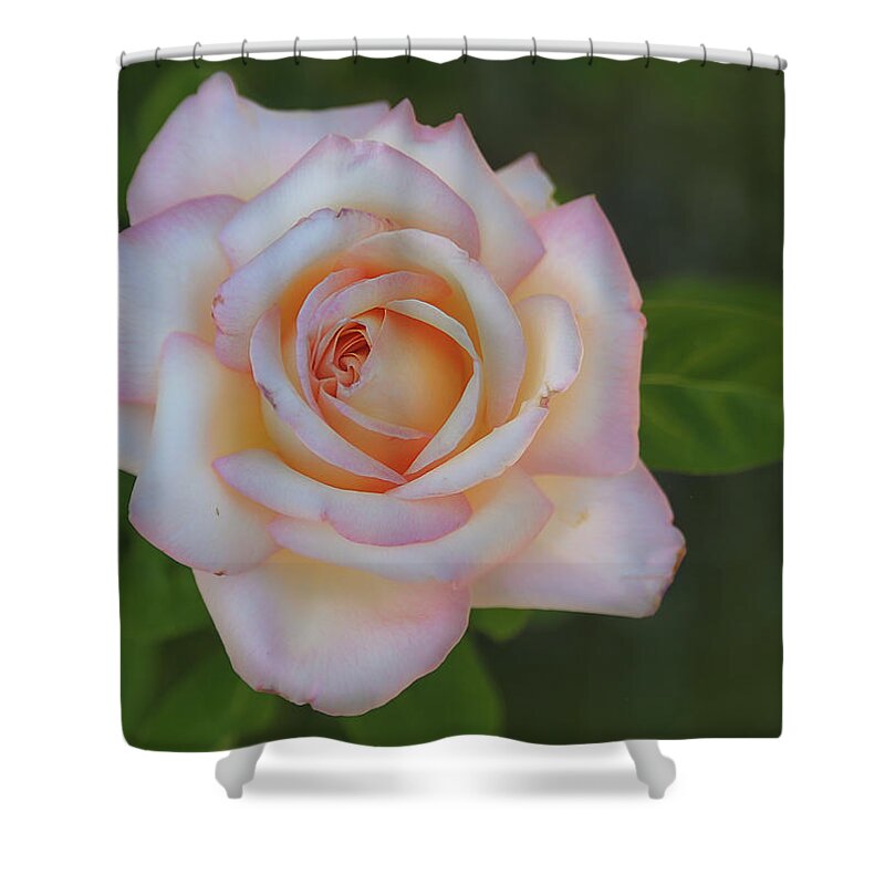 Pink Shower Curtain featuring the photograph Pink Rose by Rick Mosher