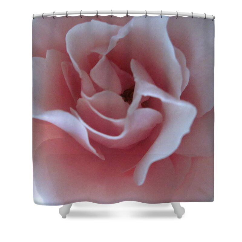 Pink Rose Shower Curtain featuring the photograph Pink Rose by Sandy Taylor