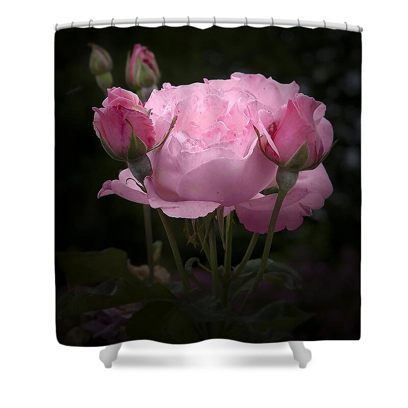 Rose Shower Curtain featuring the photograph Pink Rose with Buds by Michele A Loftus