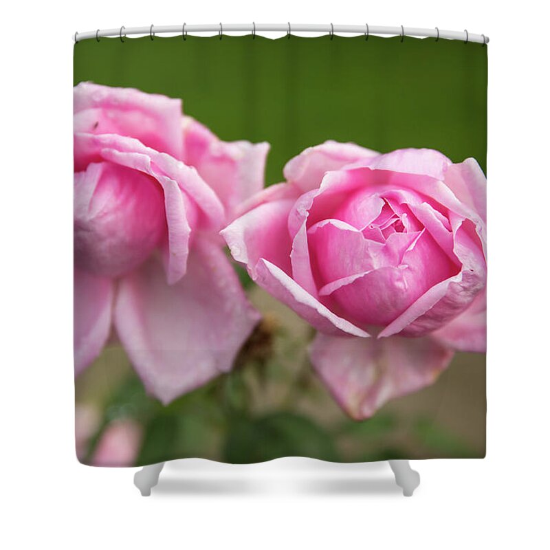 State Capitol State Park Shower Curtain featuring the photograph Pink Roses by Tom Cochran