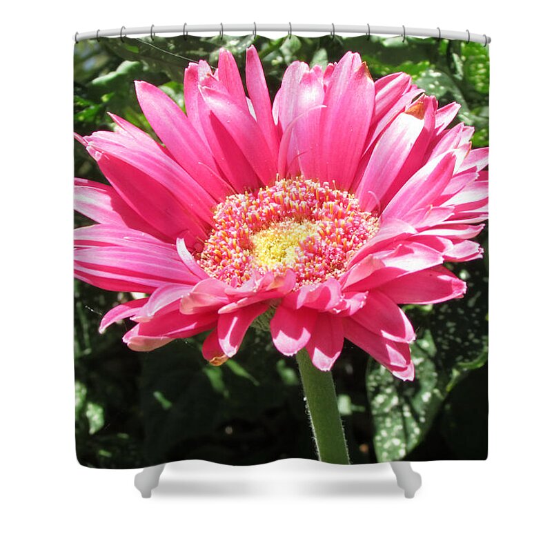 Pink Shower Curtain featuring the photograph Pink by Tambra Nicole Kendall