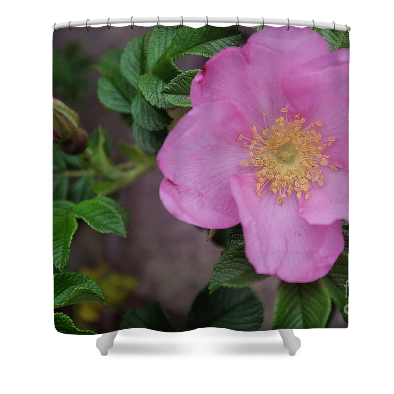 Pink Shower Curtain featuring the photograph Pink Tea Rose by Debra Fedchin