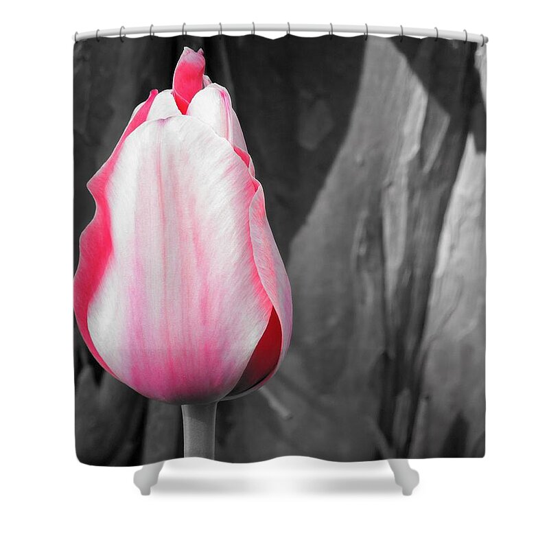 Pink Shower Curtain featuring the photograph Pink Tulip by Chad and Stacey Hall