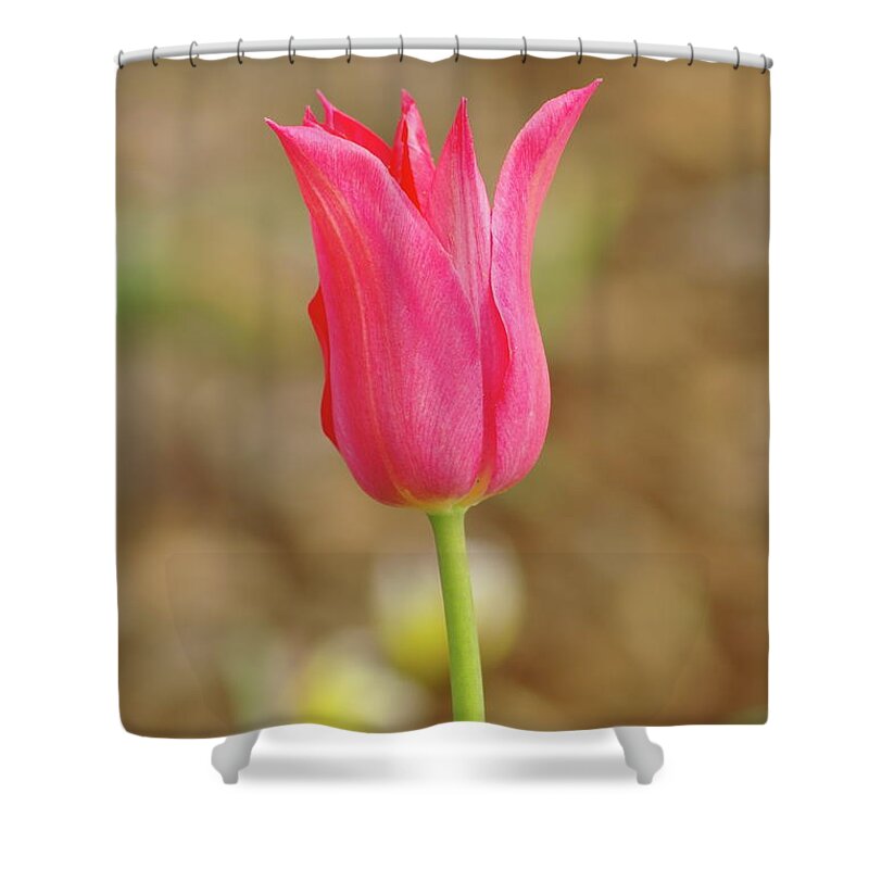 Tulip Shower Curtain featuring the photograph Pink Tulip by Dariusz Gudowicz
