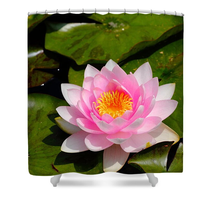 Pink Shower Curtain featuring the photograph Pink Water Lily by Richard Patmore