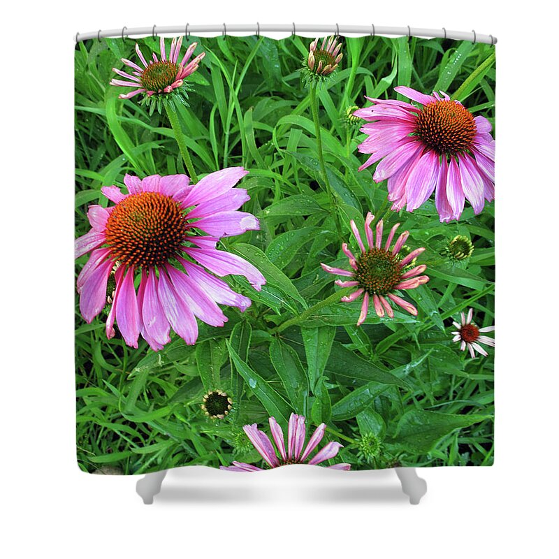 Floral Shower Curtain featuring the photograph Pinks in Bloom by Barbara McDevitt