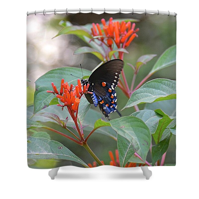 Garden Shower Curtain featuring the photograph Pipevine Swallowtail Butterfly on Firebush by Carol Bradley