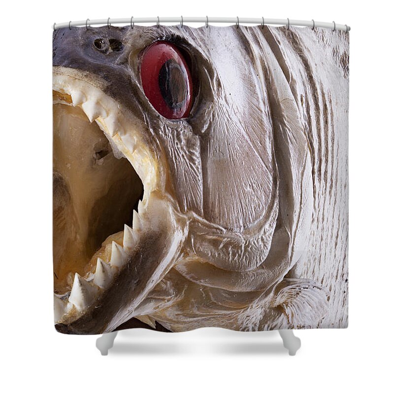 Piranha Shower Curtain featuring the photograph Piranha fish close up by Simon Bratt