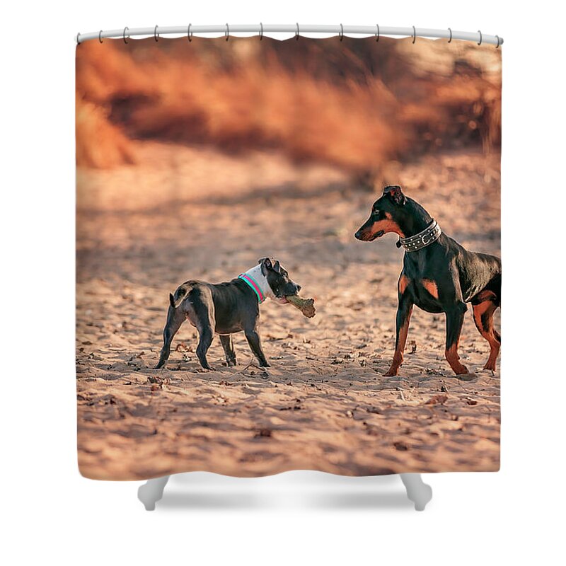Adorable Shower Curtain featuring the photograph Pitbull and Doberman by Peter Lakomy