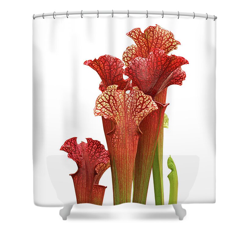 Red Flower Shower Curtain featuring the photograph Pitcher Plant - Carnivorous Sarracenia by Gill Billington