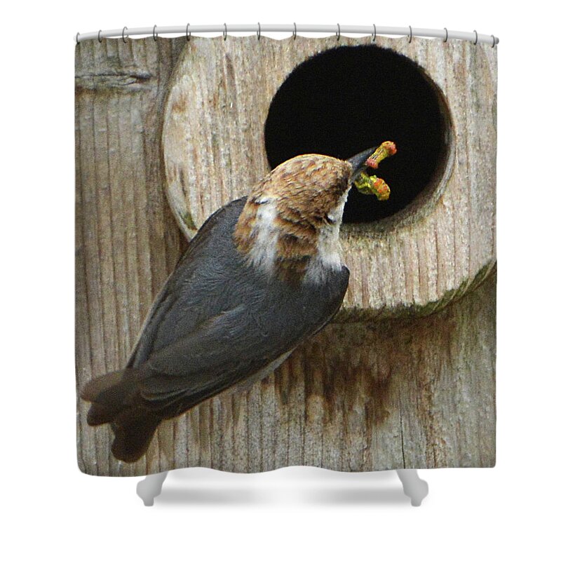 Bird Shower Curtain featuring the photograph Pizza Bugs by Jerry Griffin