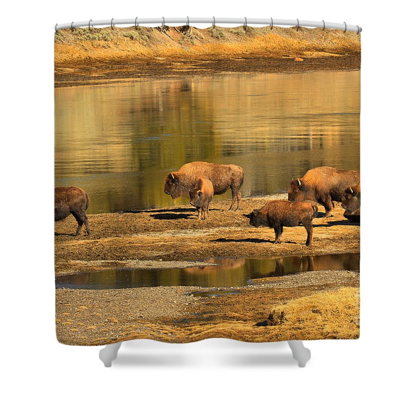 Bison Shower Curtain featuring the photograph Planning To Cross by Adam Jewell