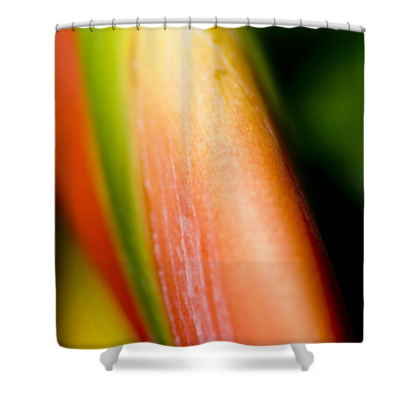 83-csm0051 Shower Curtain featuring the photograph Plant Abstract III by Ray Laskowitz - Printscapes
