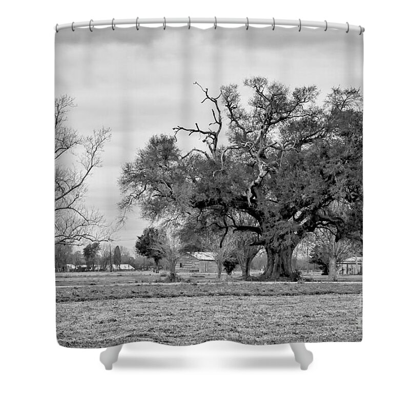  Oak Shower Curtain featuring the photograph Plantation Live Oak -River Road LA by Kathleen K Parker