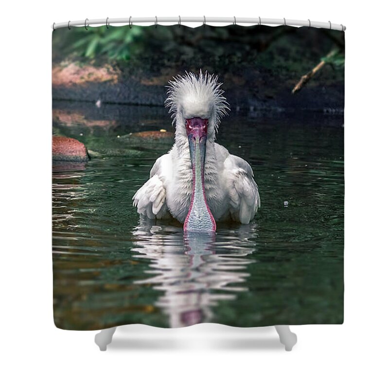 Adult Shower Curtain featuring the photograph Platalea alba by Traveler's Pics