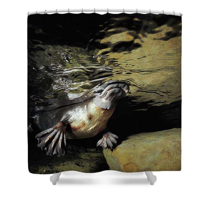 David Parer-cook Shower Curtain featuring the photograph Platypus Surfacing by David Parer and Elizabeth Parer-Cook