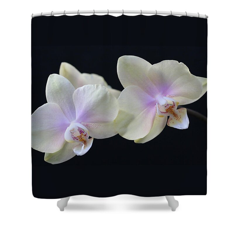 Orchids Shower Curtain featuring the photograph Playful Orchids by Tammy Pool