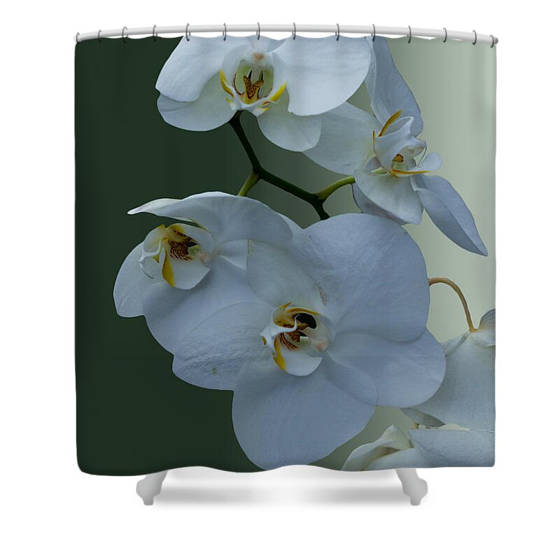 Orchidaceae Is A Diverse And Widespread Family Of Flowering Plants Shower Curtain featuring the photograph Pleasant by Ramabhadran Thirupattur