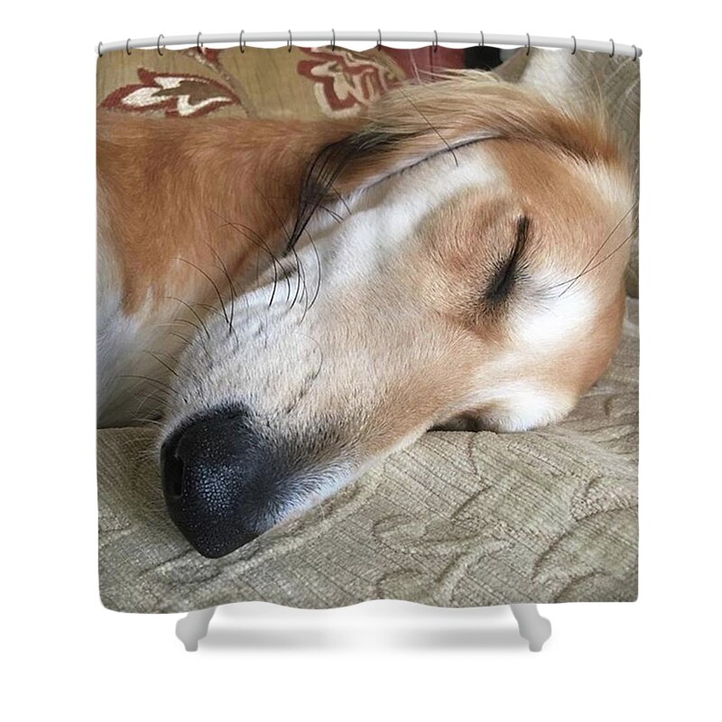 Persiangreyhound Shower Curtain featuring the photograph Please Be Quiet. Saluki by John Edwards