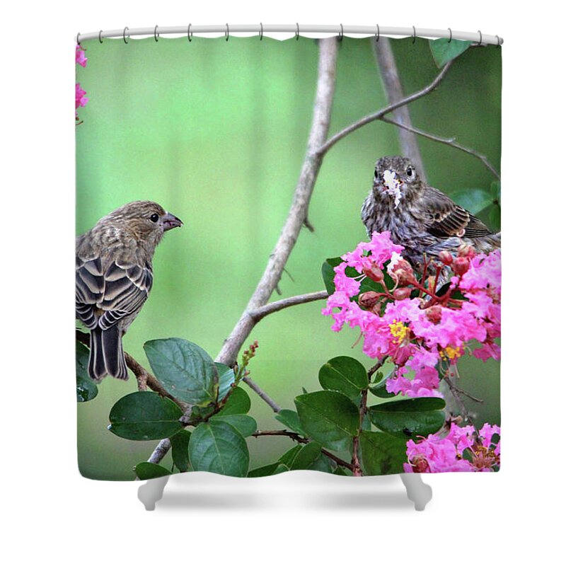Birds Shower Curtain featuring the photograph Please, May I Have Some? by Trina Ansel