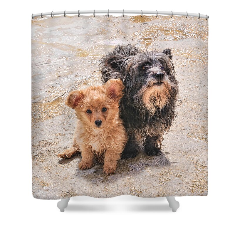 Puppy Shower Curtain featuring the photograph Please Take Me Home by Roy Pedersen