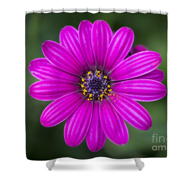 Flower Shower Curtain featuring the photograph Pleasing Purple by Andrea Silies