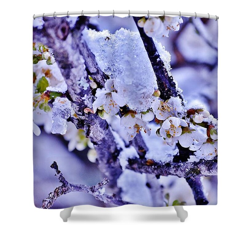 Plum Blossoms Shower Curtain featuring the photograph Plum Blossoms in Snow by Kim Bemis