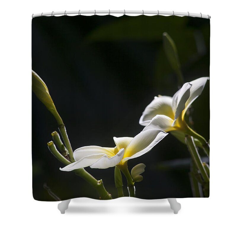  Flower Shower Curtain featuring the photograph Plumeria by Morris McClung