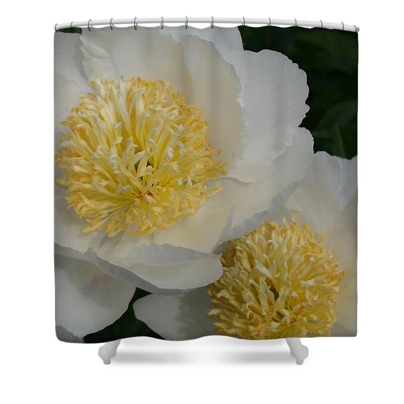 Peony Shower Curtain featuring the photograph Poached Peonies by Tammy Pool