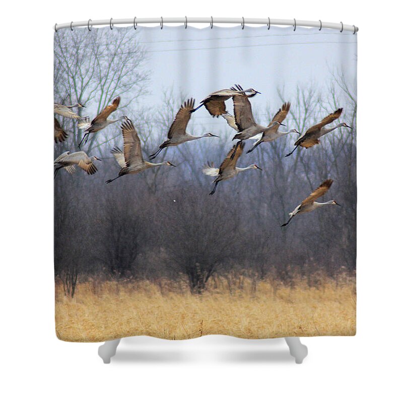 Sandhill Cranes Shower Curtain featuring the photograph Poetry In Motion by Viviana Nadowski