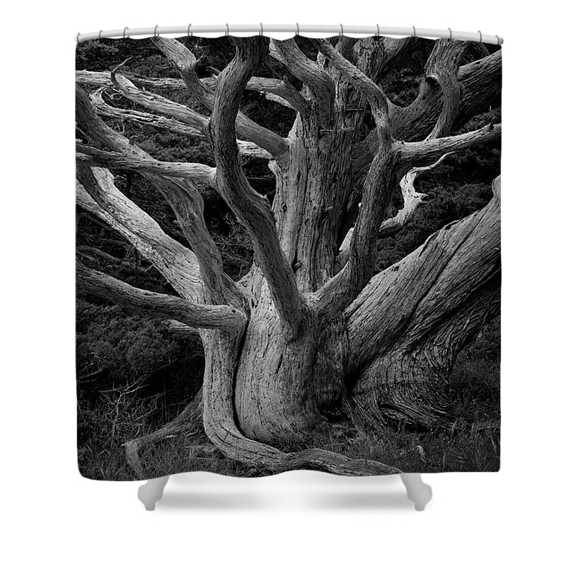 Cypress Shower Curtain featuring the photograph Point Lobos IV by David Gordon